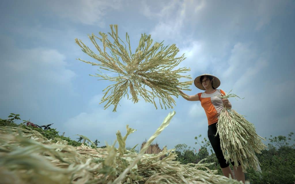 1
Chọn lá & xử lý nguyên liệu - Lá được tuyển chọn kỹ lưỡng, phơi và xử lý để giữ độ bền, màu sắc tự nhiên.